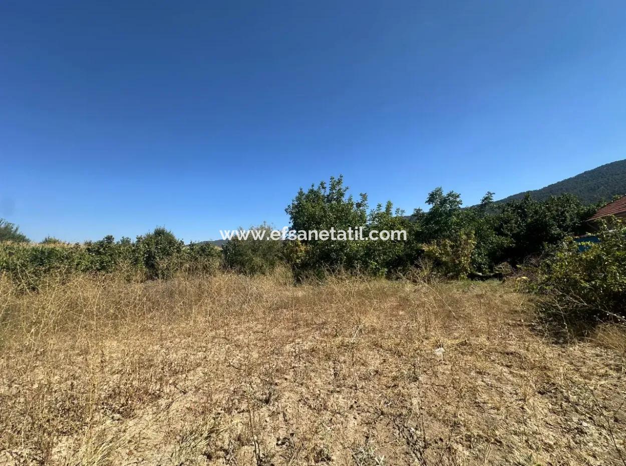 3070 M2 Walnut Orchard For Sale On The Side Of The Main Road In Denizli Çameli