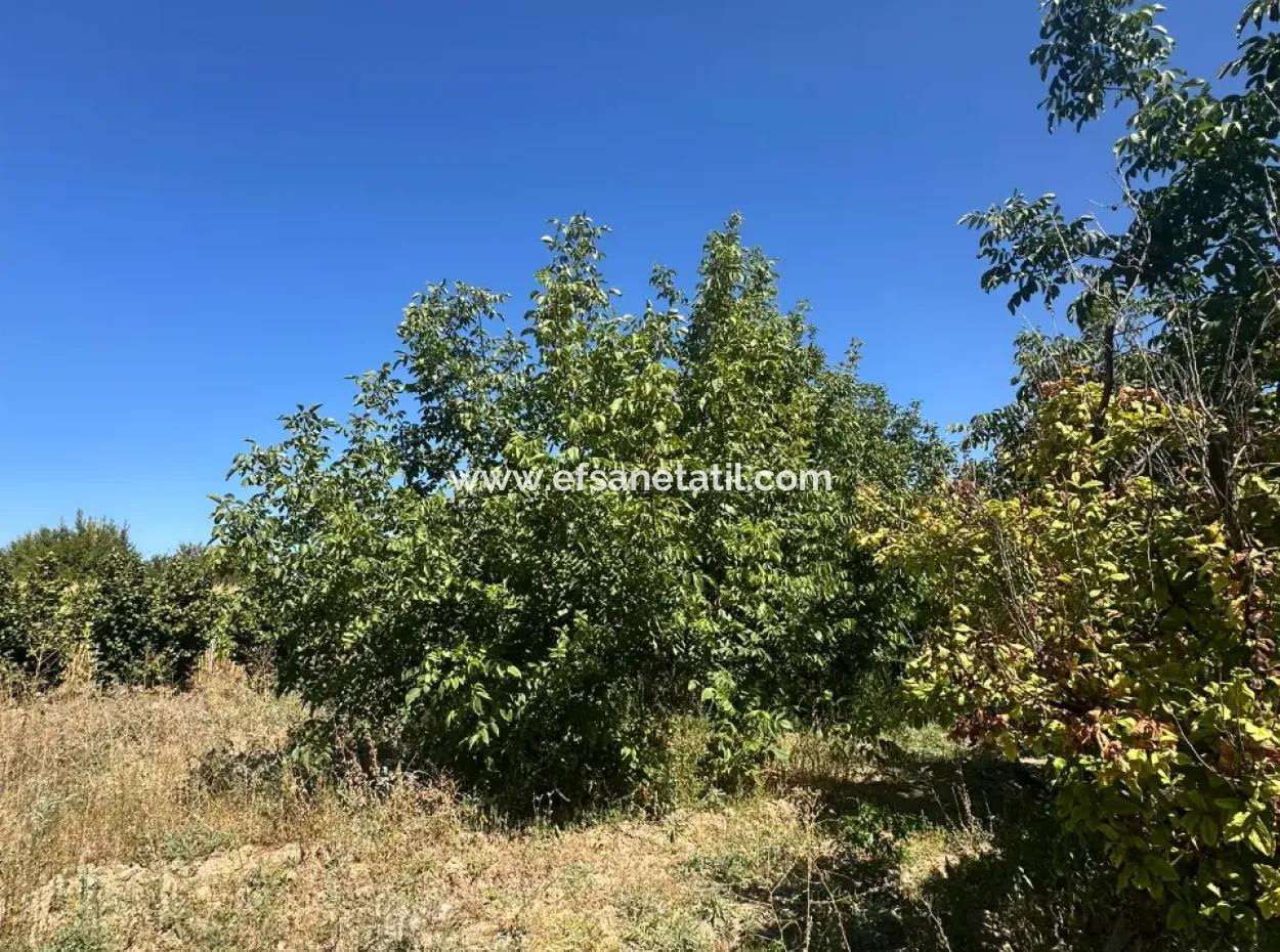 3070 M2 Walnut Orchard For Sale On The Side Of The Main Road In Denizli Çameli