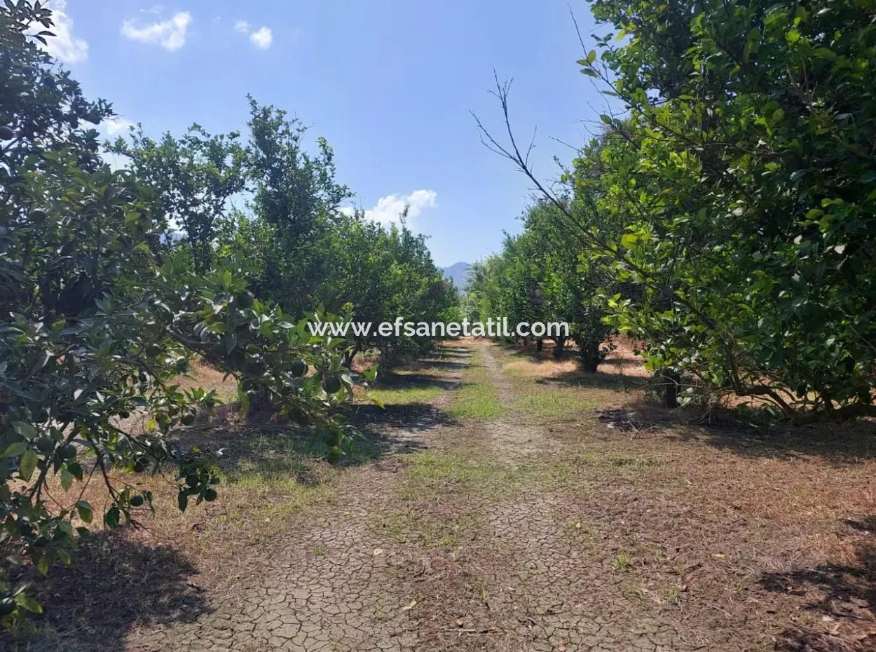 On The Border Of Muğla Okçular Dalyan, 500 M2 Cooperative Land Is For Sale At An Urgent Bargain Price
