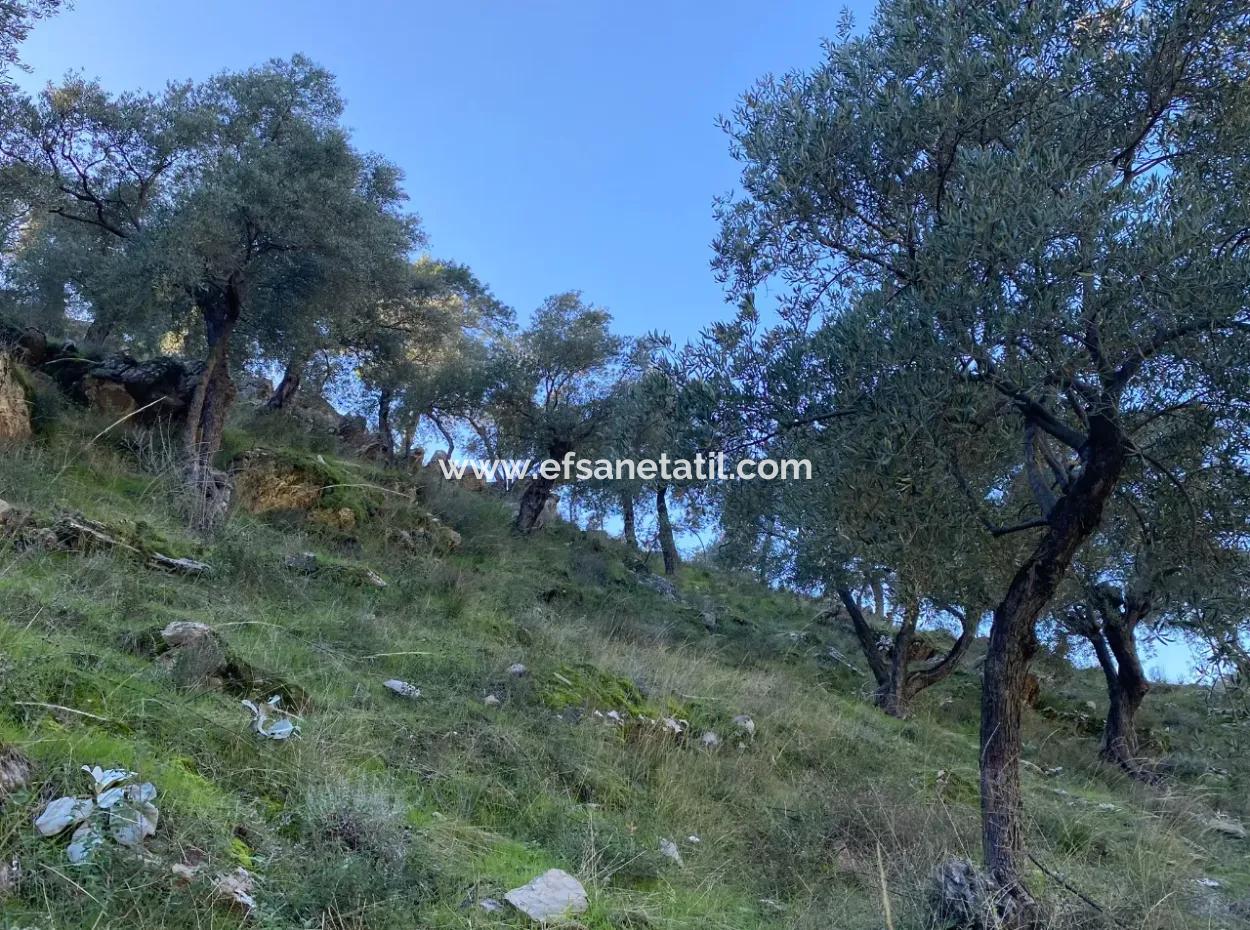 5 800 M2 Single Title Deed Detached Parcel Land For Sale In Muğla Milas