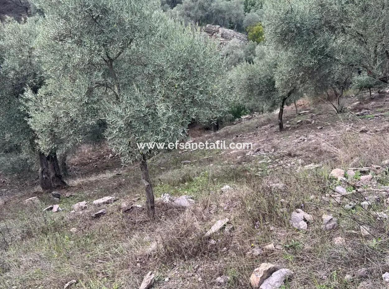 1.025 M2 Qualified Olive Grove Land In Muğla Milas Çakıralan Is For Sale