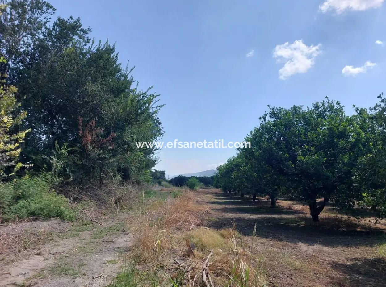 Muğla Okçular On The Border Of Dalyan 750 M2 Cooperative Land Is For Sale At An Urgent Bargain Price