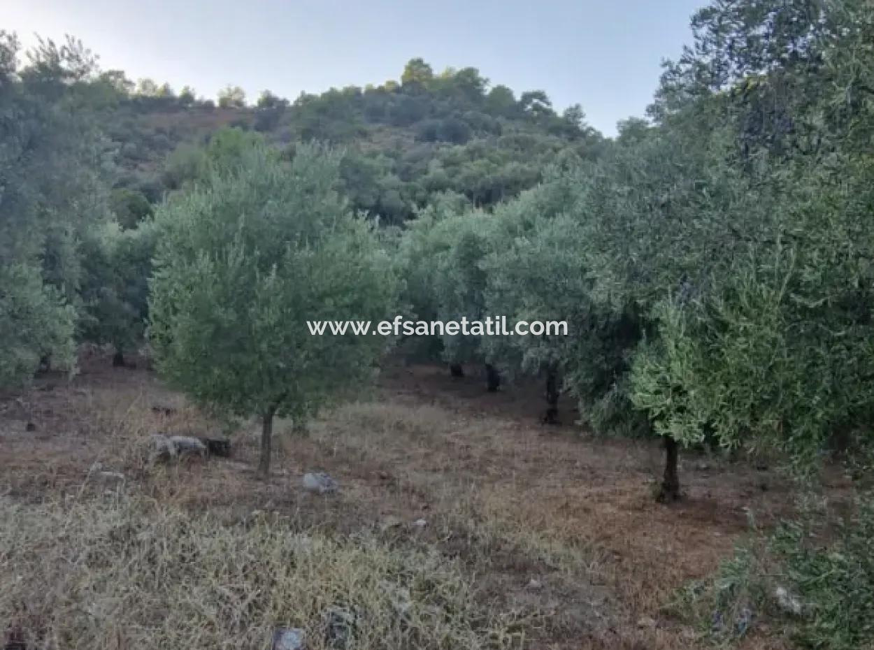 Muğla Köyceğiz Çandır Mah.4 250 M2 Olive Grove For Sale