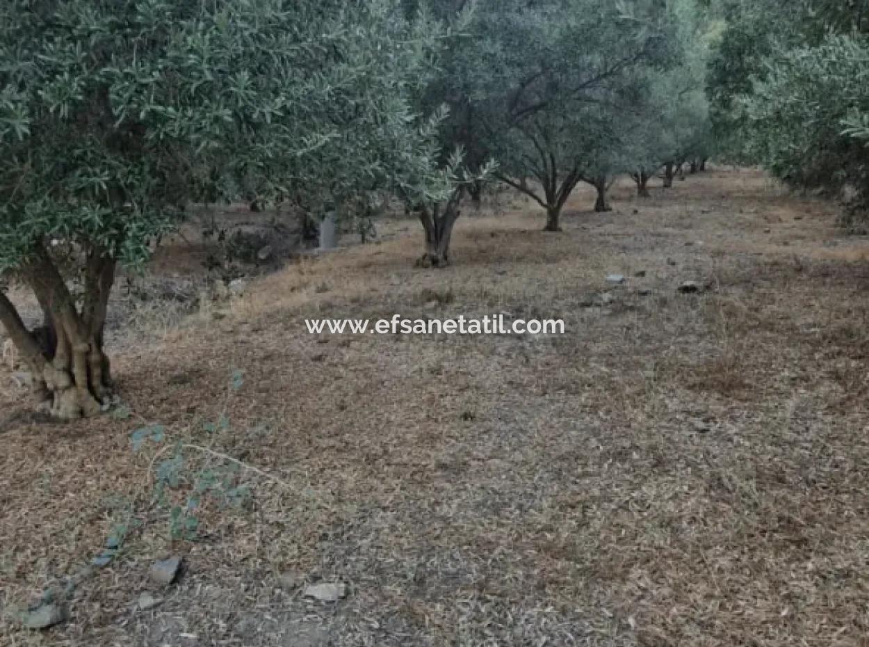 Muğla Köyceğiz Çandır Mah.4 250 M2 Olive Grove For Sale