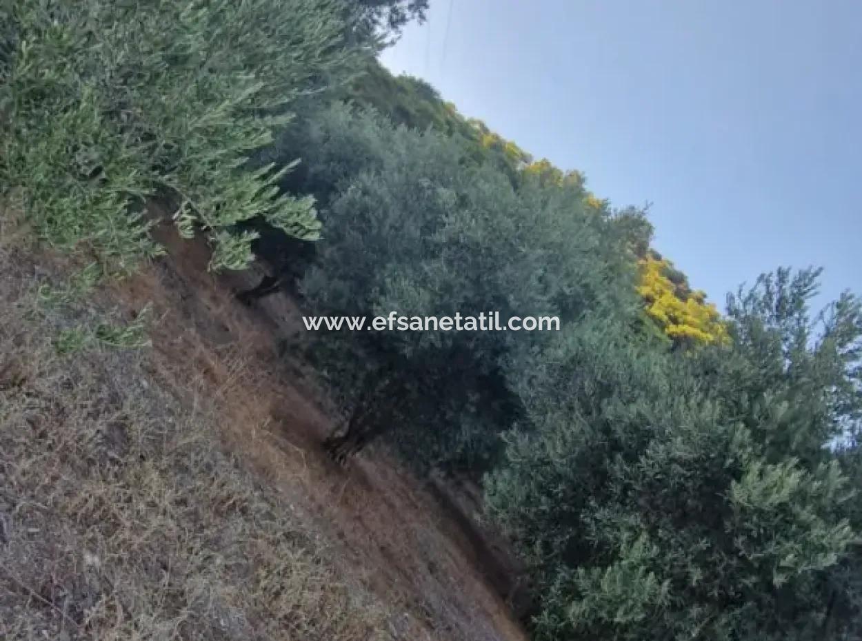 Muğla Köyceğiz Çandır Mah.4 250 M2 Olive Grove For Sale