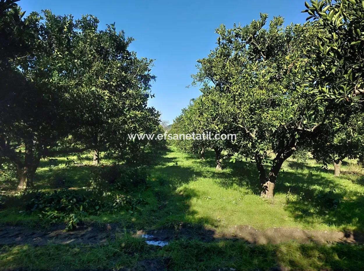 1000M2 Detached Land With 250 M2 Construction Right In Ortaca Okçular For Sale