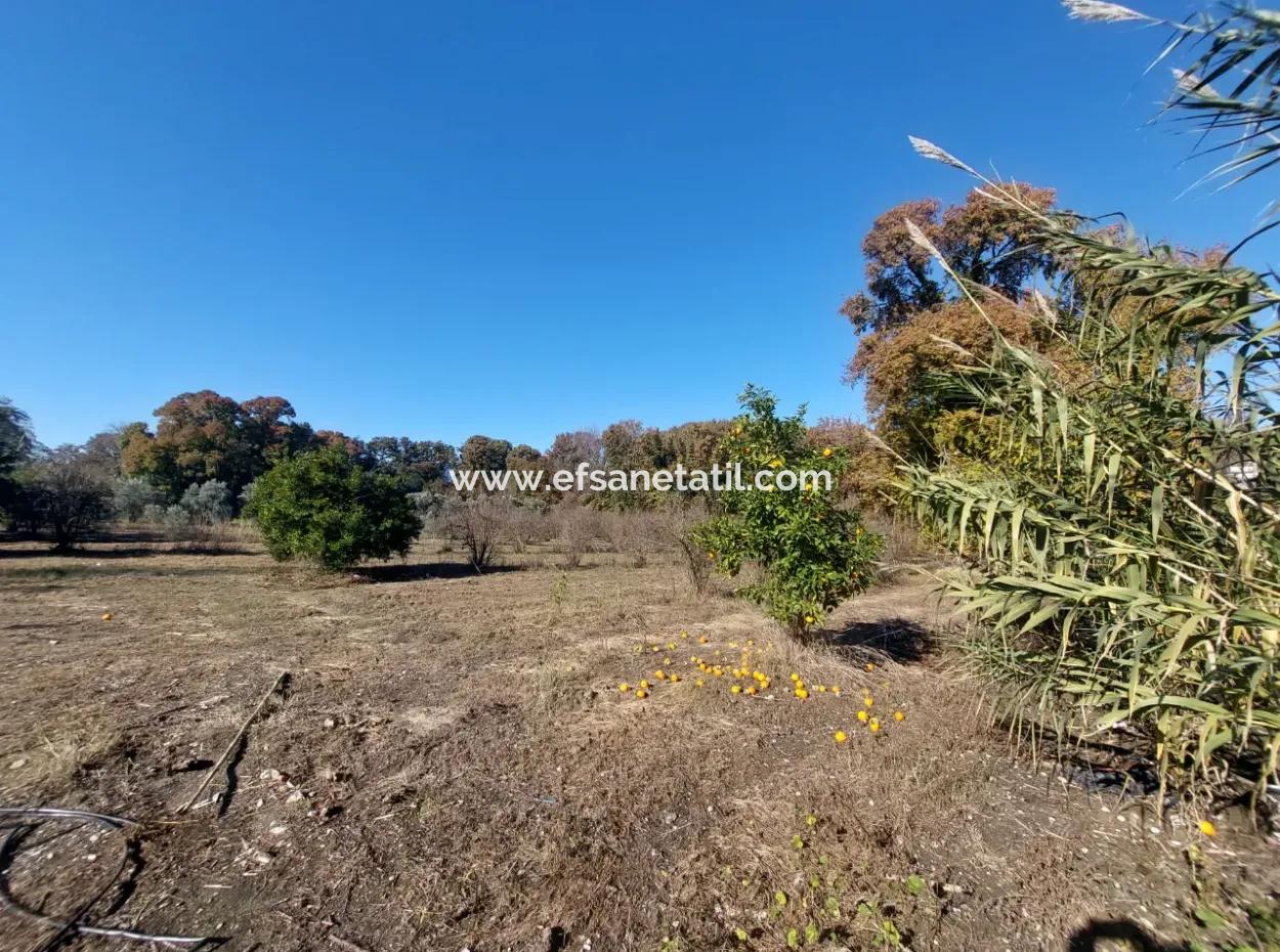 Bargain Suitable For Investment In Muğla Dalyan 4 000 M2 Land By The Forest Is For Sale