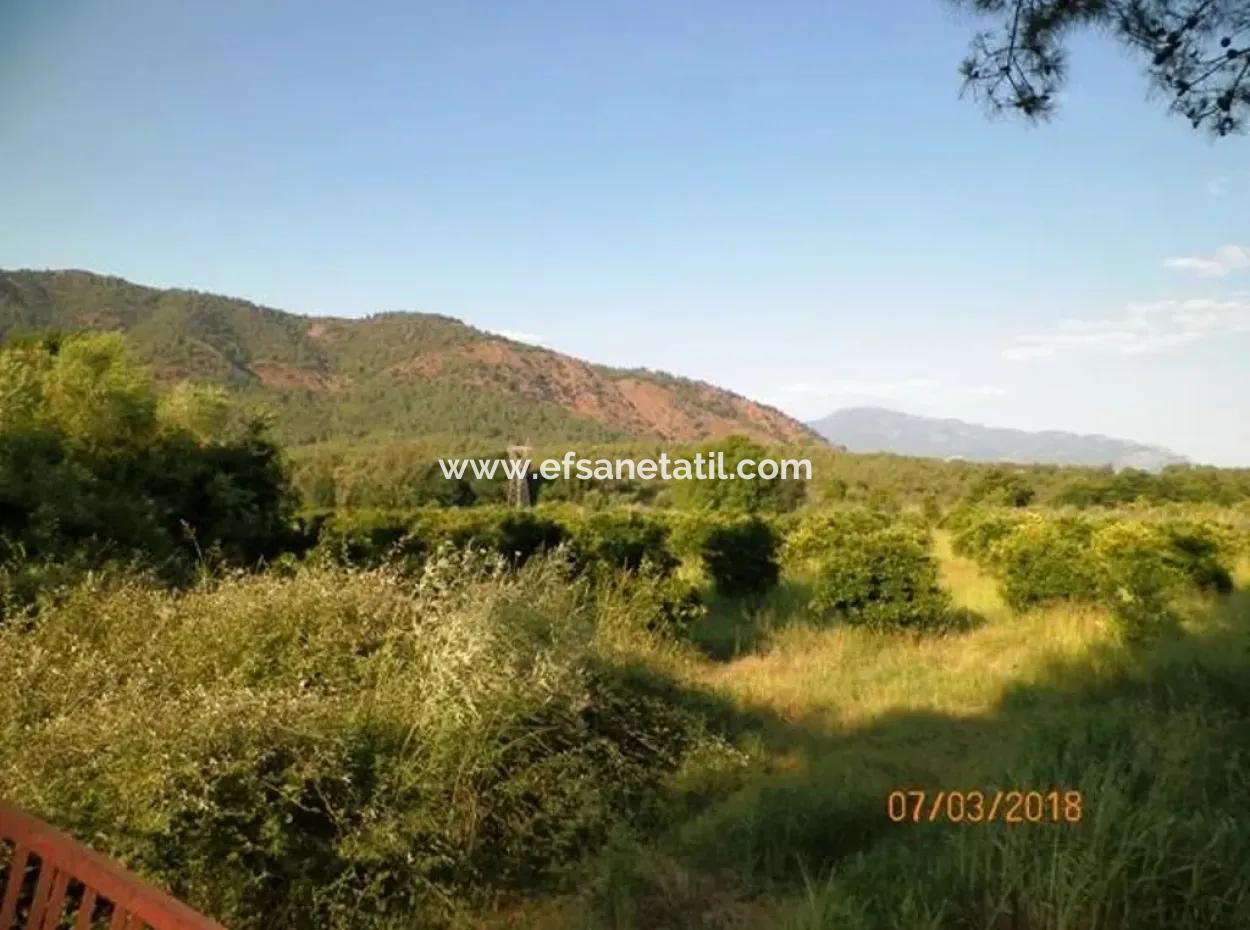 Citrus Garden For Sale In Köyceğiz Dogusbelen Bargain