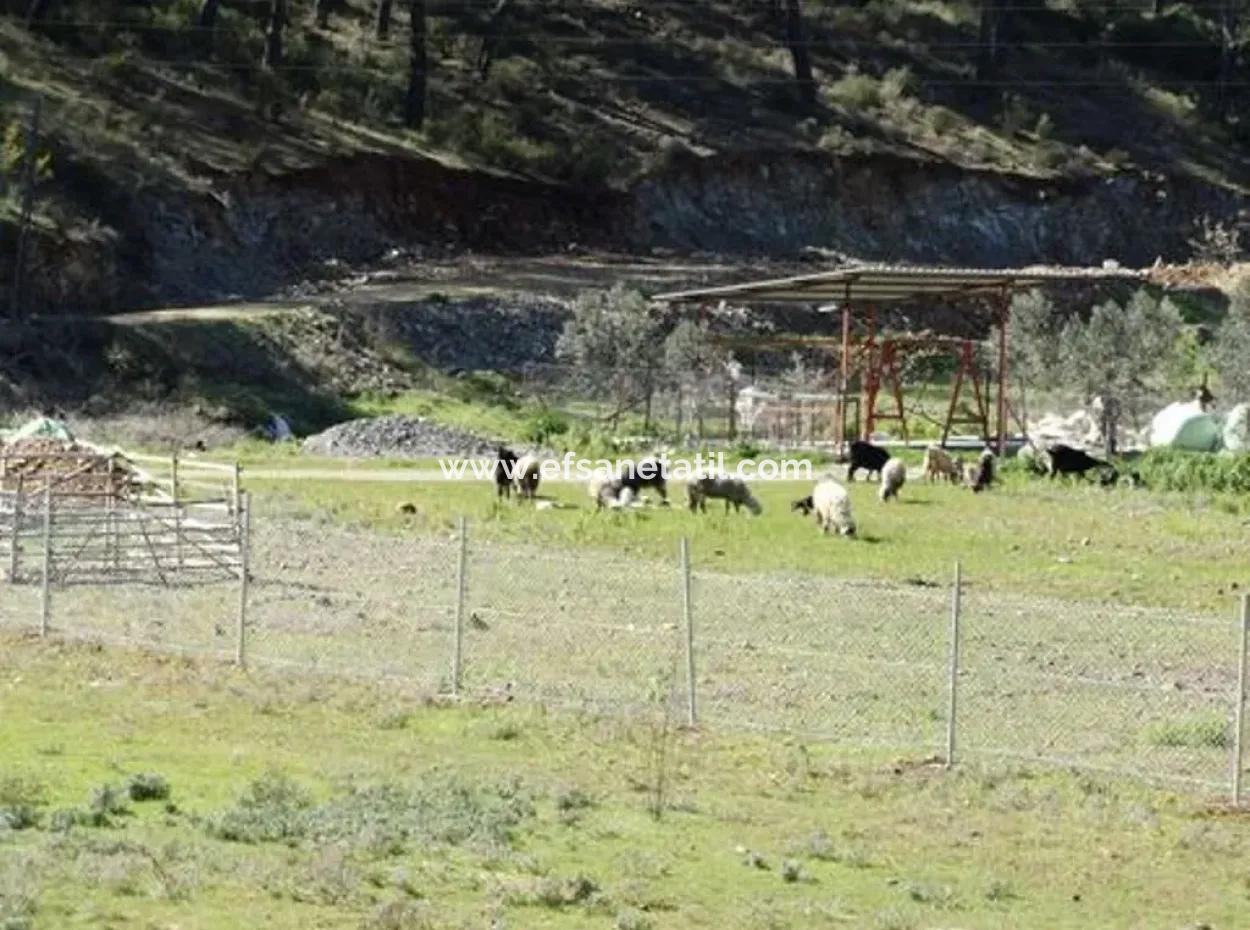 10,000 M2 Of Land Suitable For Investment Is For Sale In Ortaca Gölbasi