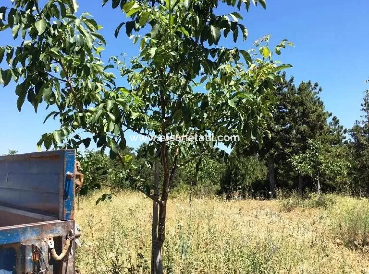 Denizli Çameli Gökçeyakada Walnut Garden For Sale