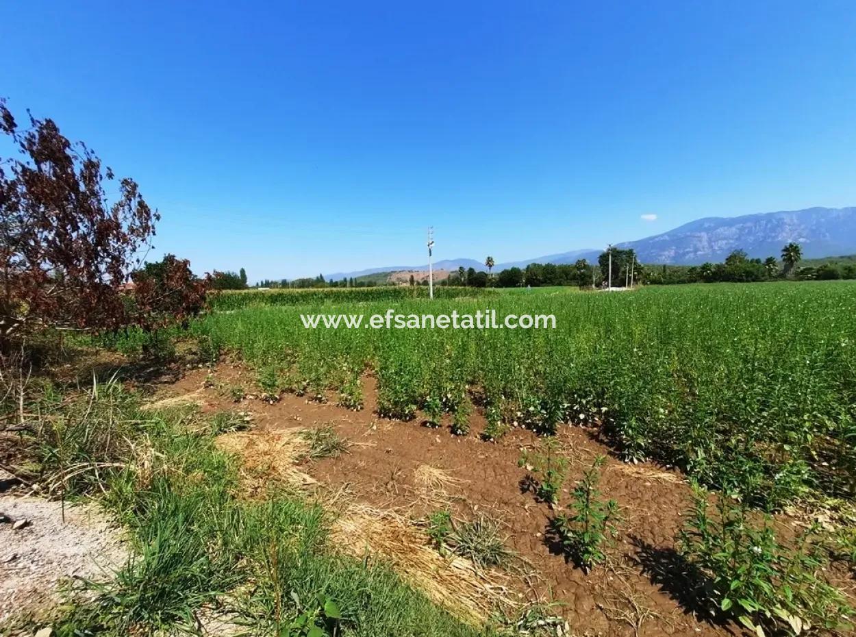 Efficient Field For Sale In Koycegiz