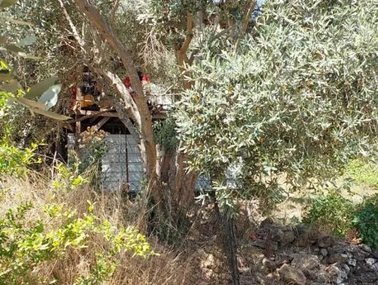 For Sale With A Numbered Building On 2.500M2 Treasury Land In Ortaca Eskiköy