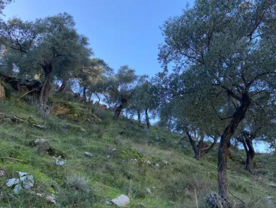5 800 M2 Single Title Deed Detached Parcel Land For Sale In Muğla Milas
