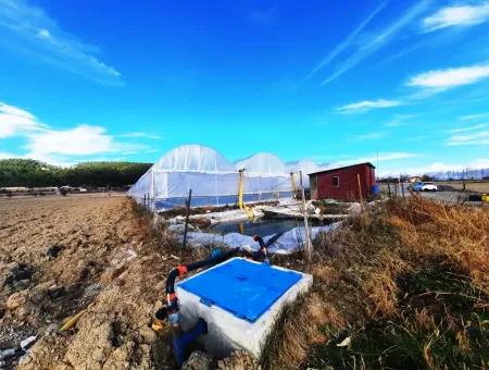 Denizli Çameli Yumrutaş Detached 4 000 M2 Greenhouse For Sale