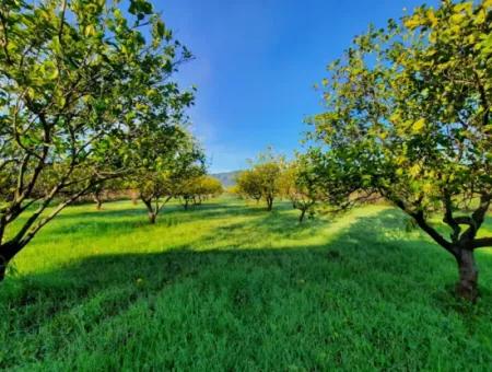 10 000 M2 Detached Lemon Garden For Sale In Ortaca Dalaklı