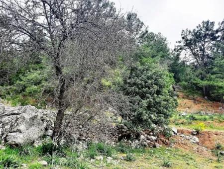 Dalyan Gökbel 13,100 M2 Field For Sale In Nature