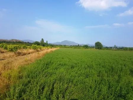 3700 M2 Fertile Field For Sale In Ortaca Fevziye