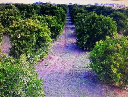 Citrus Garden For Sale In Köyceğiz Up Also, 29 000 M2