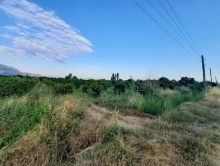 3500 M2 Orange And Tangerine Garden For Sale In Köyceğiz Toparlar