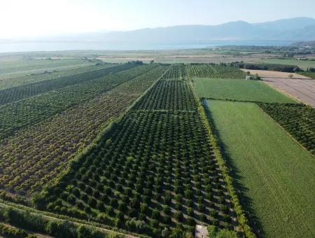 Oriya Tepearasi For Sale In Citrus Garden