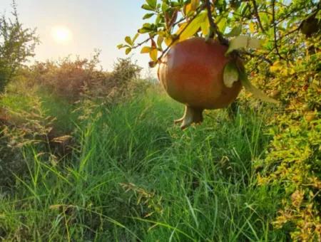 Pomegranate Garden For Sale In Mugla Ortaca Tepearasi