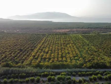 Pomegranate Garden For Sale In Mugla Ortaca Tepearasi