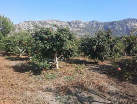 Mugla Ortaca Dalyan 7520 M2 Maniced Detached Pomegranate Garden For Sale