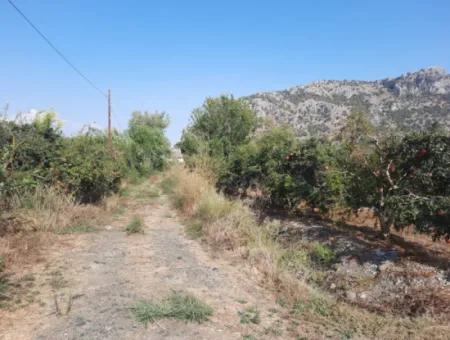 Mugla Ortaca Dalyan 7520 M2 Maniced Detached Pomegranate Garden For Sale