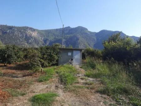 Mugla Ortaca Dalyan 7520 M2 Maniced Detached Pomegranate Garden For Sale