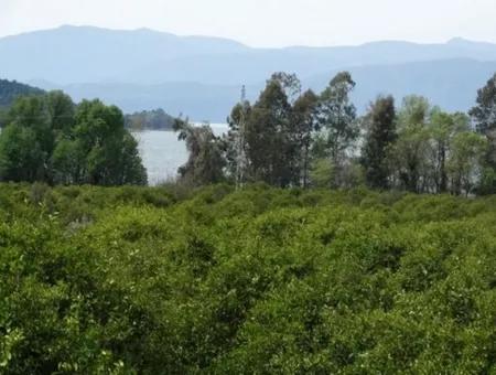 Big Land For Sale In Koycegiz Lake Also Inflammation Zero