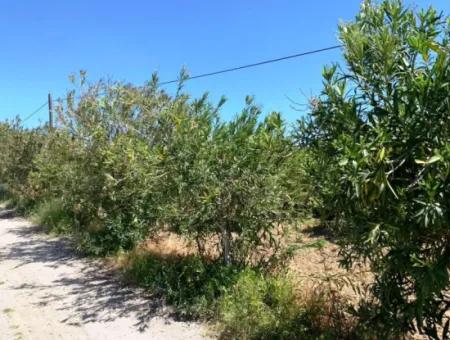 17 500 M2 Land In The Village Built-In Area For Sale In Ortaca Fevziye