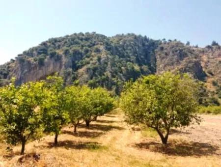 Ortaca Güzelyurt Ta Agricultural Loan Lemon Garden For Sale