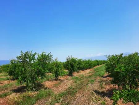 Muğla Ortaca Tepearası For Sale Kelepir Detached 22 250 Land