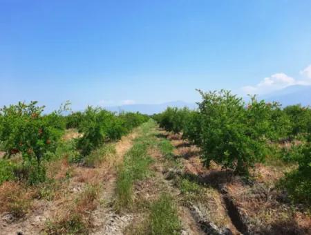 Muğla Ortaca Tepearası For Sale Kelepir Detached 22 250 Land