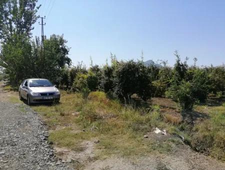 Pomegranate Garden For Sale In Mugla Ortaca Tepearasi