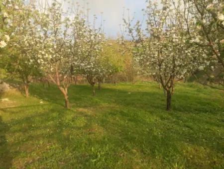 Fethiye Seydikemer Arsaköyn De 900 M2 Side By Side 2 Parcels Apple Orchard For Sale.