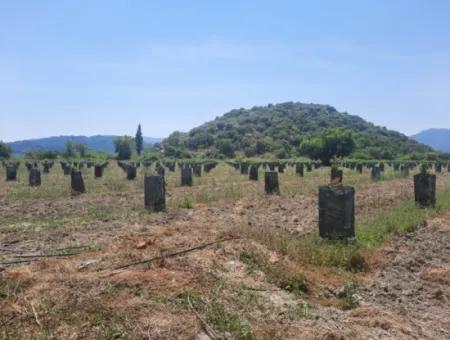 40.000 M2 Avocado Garden For Sale In Muğla Güzelyurt