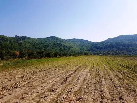 Region Of Fertile Land Rental