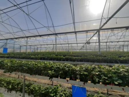 6 500 M2 Fully Automatic High Strawberry Greenhouse Annual Rental In Fethiye