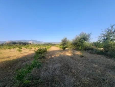 5000 M2 Citrus Orchard For Sale In Ortaca Dikmekavak