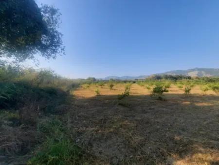 5000 M2 Citrus Orchard For Sale In Ortaca Dikmekavak