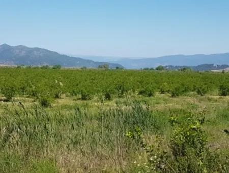 Garden Of Pomegranates For Sale In Dalyan