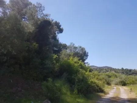 Garden Of Pomegranates For Sale In Dalyan