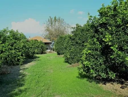 Tepearasi Bargain For Sale In Orange Grove