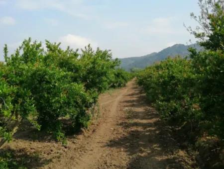 Pomegranate Field With 9831 M2 Share In Ortaca Mergenlide For Sale