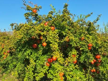 Pomegranate Field With 9831 M2 Share In Ortaca Mergenlide For Sale