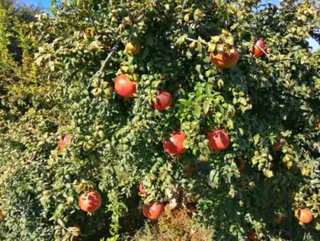 42 Acres Of Pomegranate Field For Sale In Ortaca Eskiköy