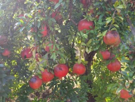 42 Acres Of Pomegranate Field For Sale In Ortaca Eskiköy