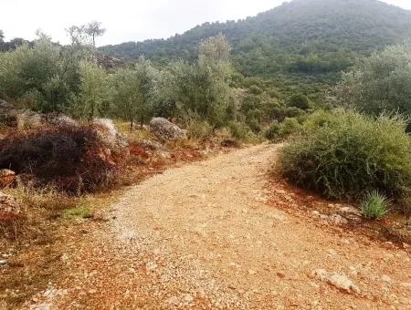 Wildflowers For Sale At Bargain Gocek Inlice