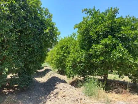 Muğla, Ortaca, Okçular Da, 1015, 69 M2, Detached Land Land Is For Sale.